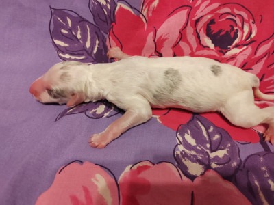 Belle au bois dormant