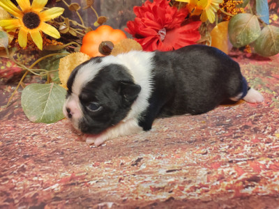 Chiot N°3