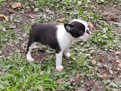 CHIOT 2