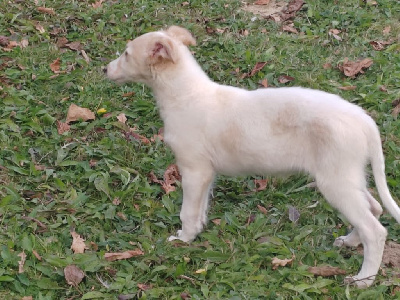 Anastasia la gde duchesse 