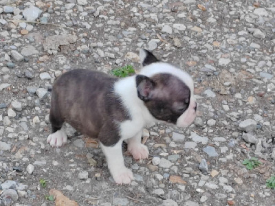 Achille talon 