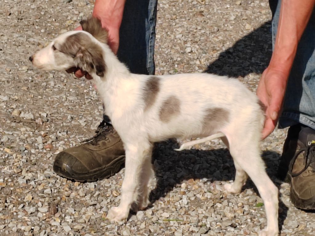 Du grand fresnoy - Chiots disponibles - Barzoi