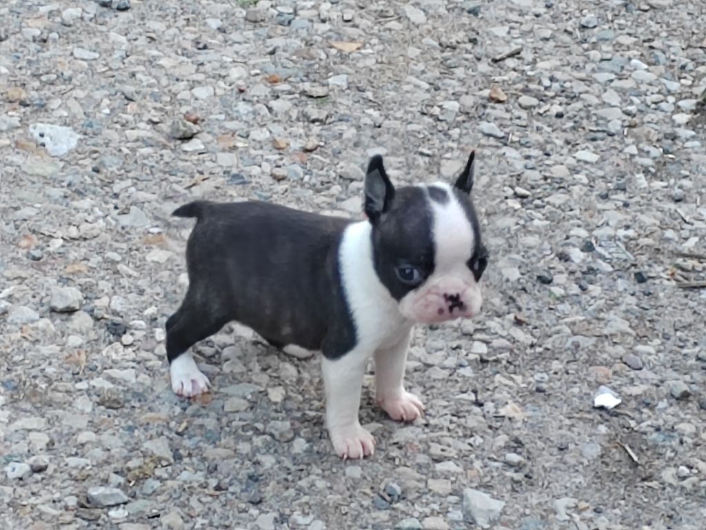 Du grand fresnoy - Chiots disponibles - Boston Terrier