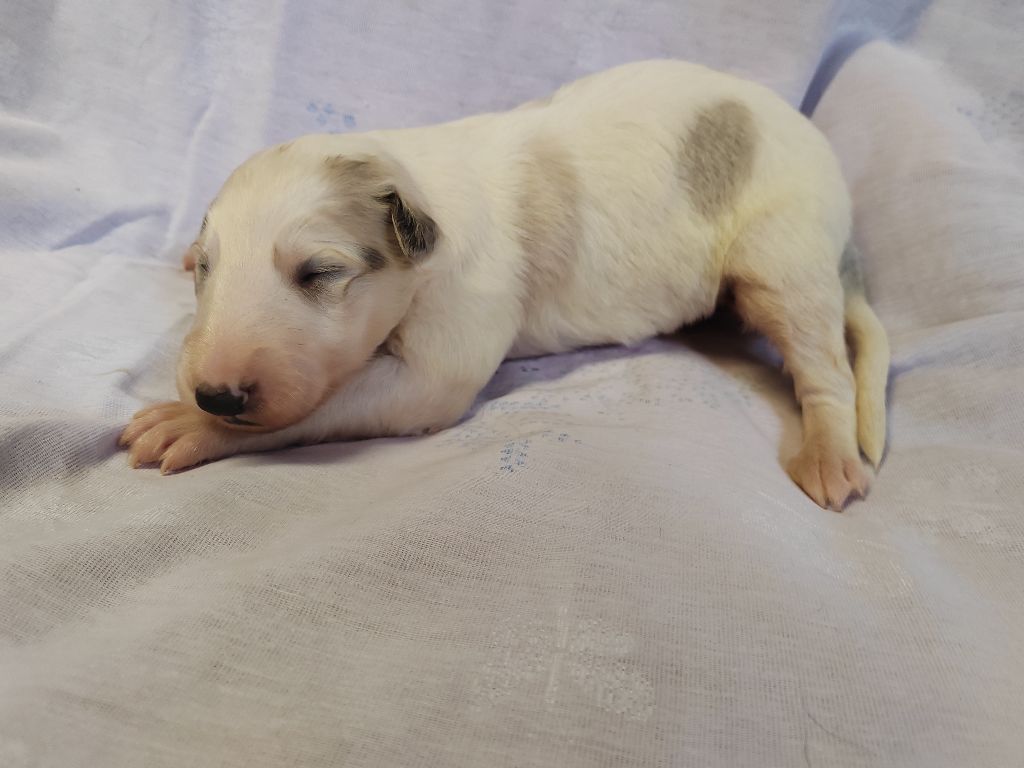 Du grand fresnoy - Chiots disponibles - Barzoi