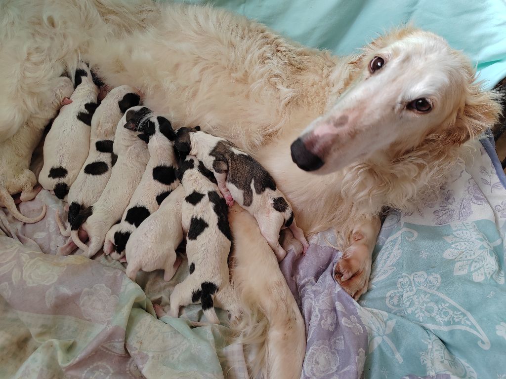 Chiot Barzoi Du grand fresnoy