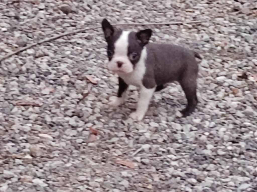 Du grand fresnoy - Chiots disponibles - Boston Terrier