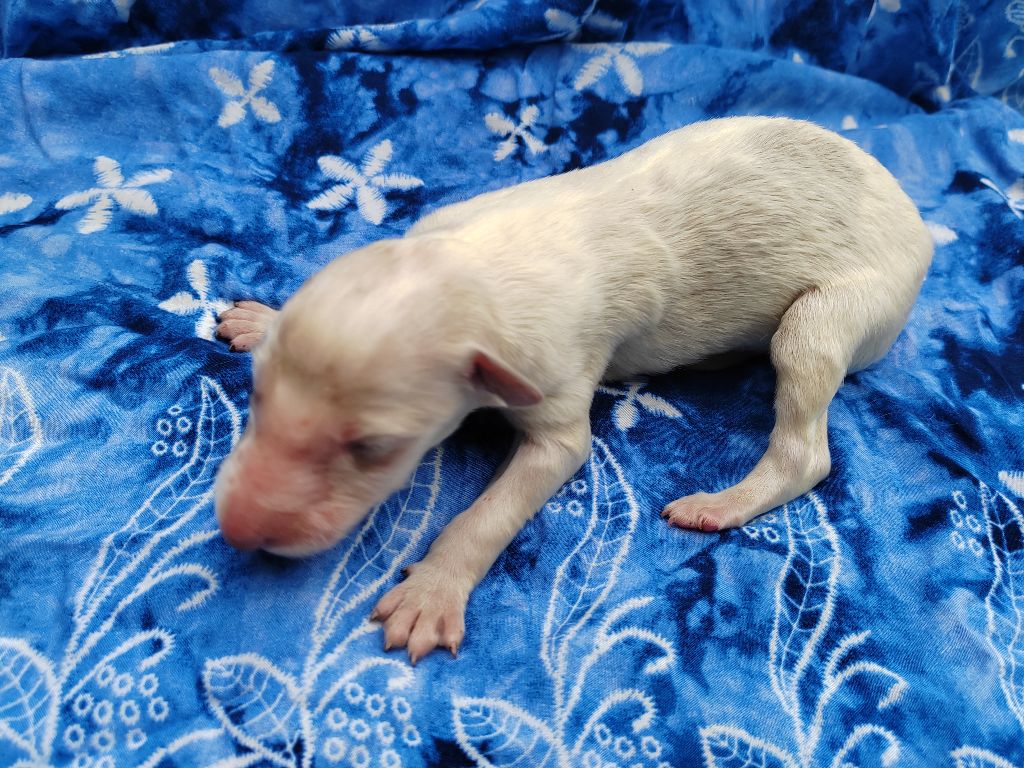 Du grand fresnoy - Chiots disponibles - Barzoi