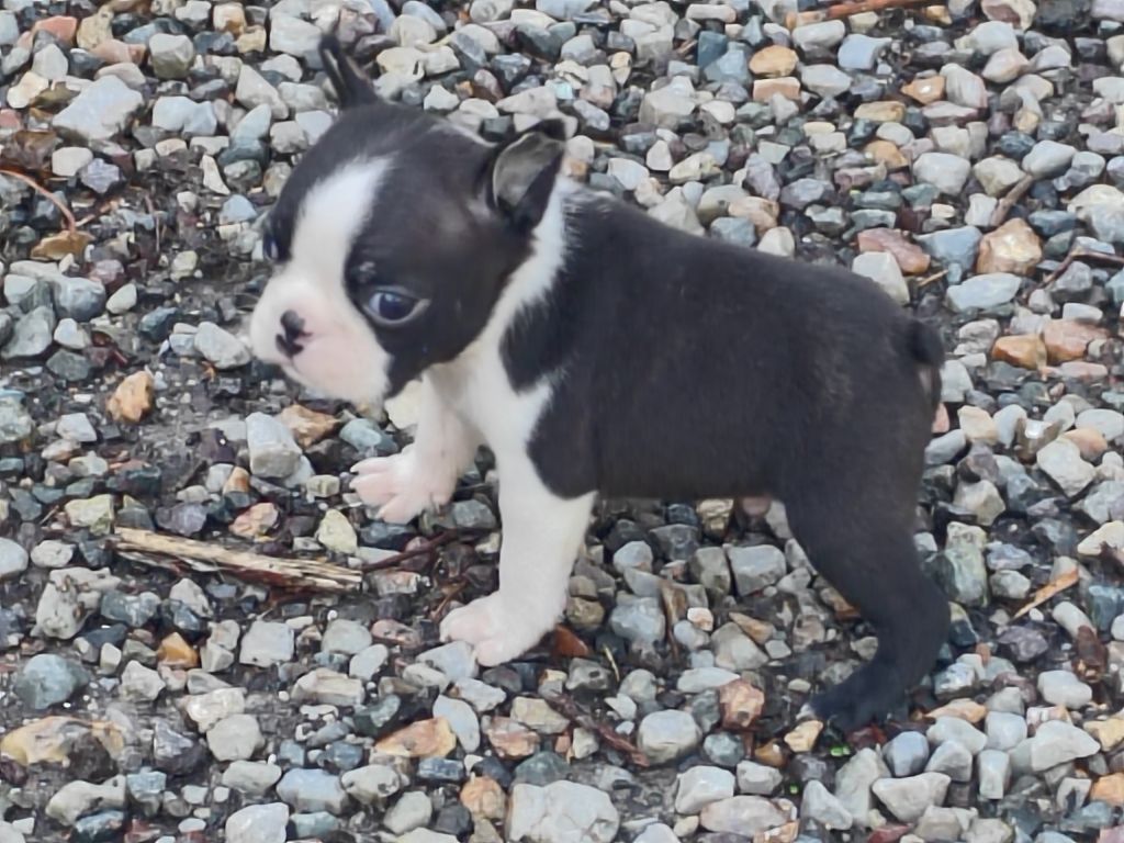 Du grand fresnoy - Chiots disponibles - Boston Terrier