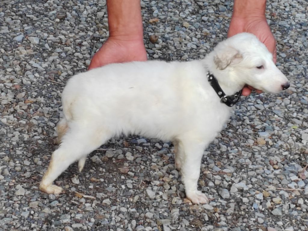 Du grand fresnoy - Chiots disponibles - Barzoi