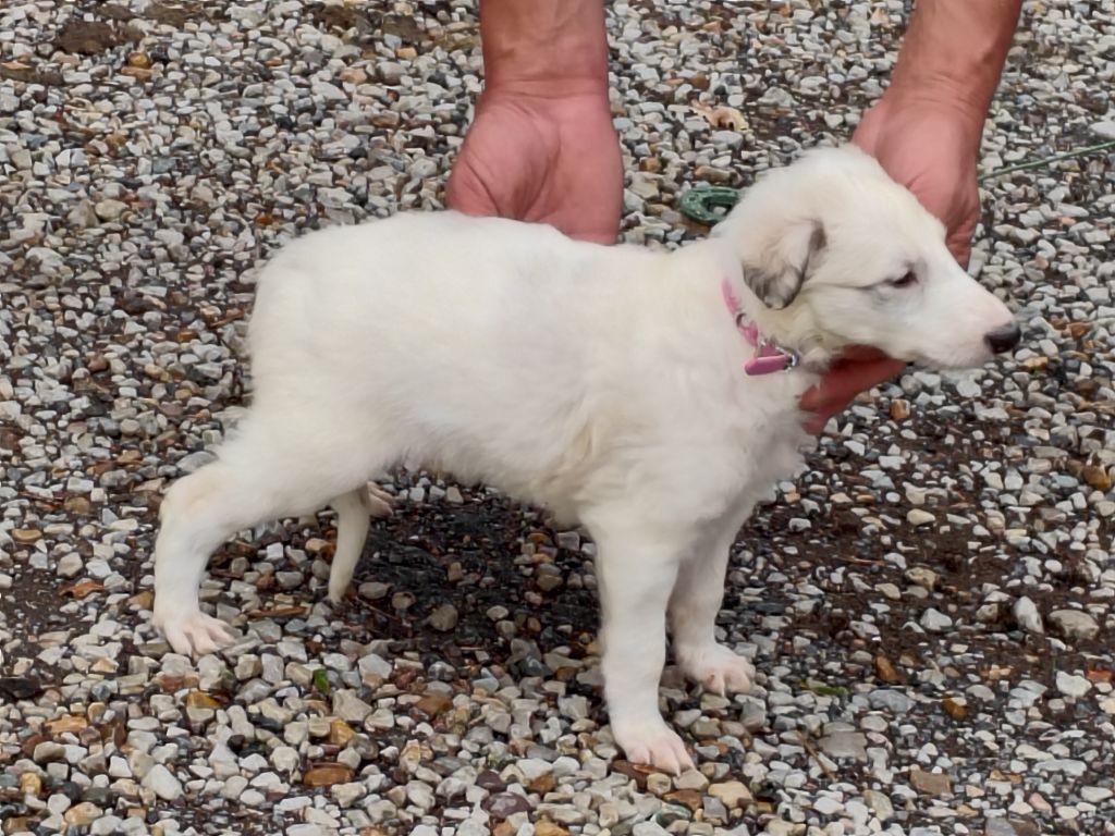 Du grand fresnoy - Chiots disponibles - Barzoi