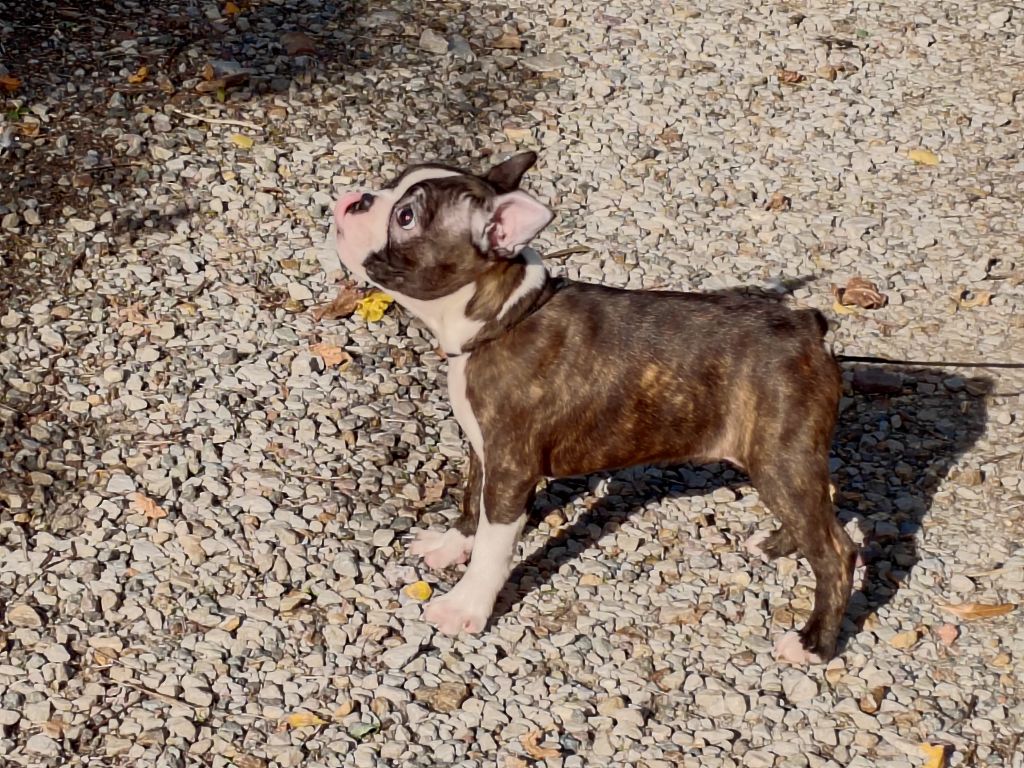 Du grand fresnoy - Chiots disponibles - Boston Terrier