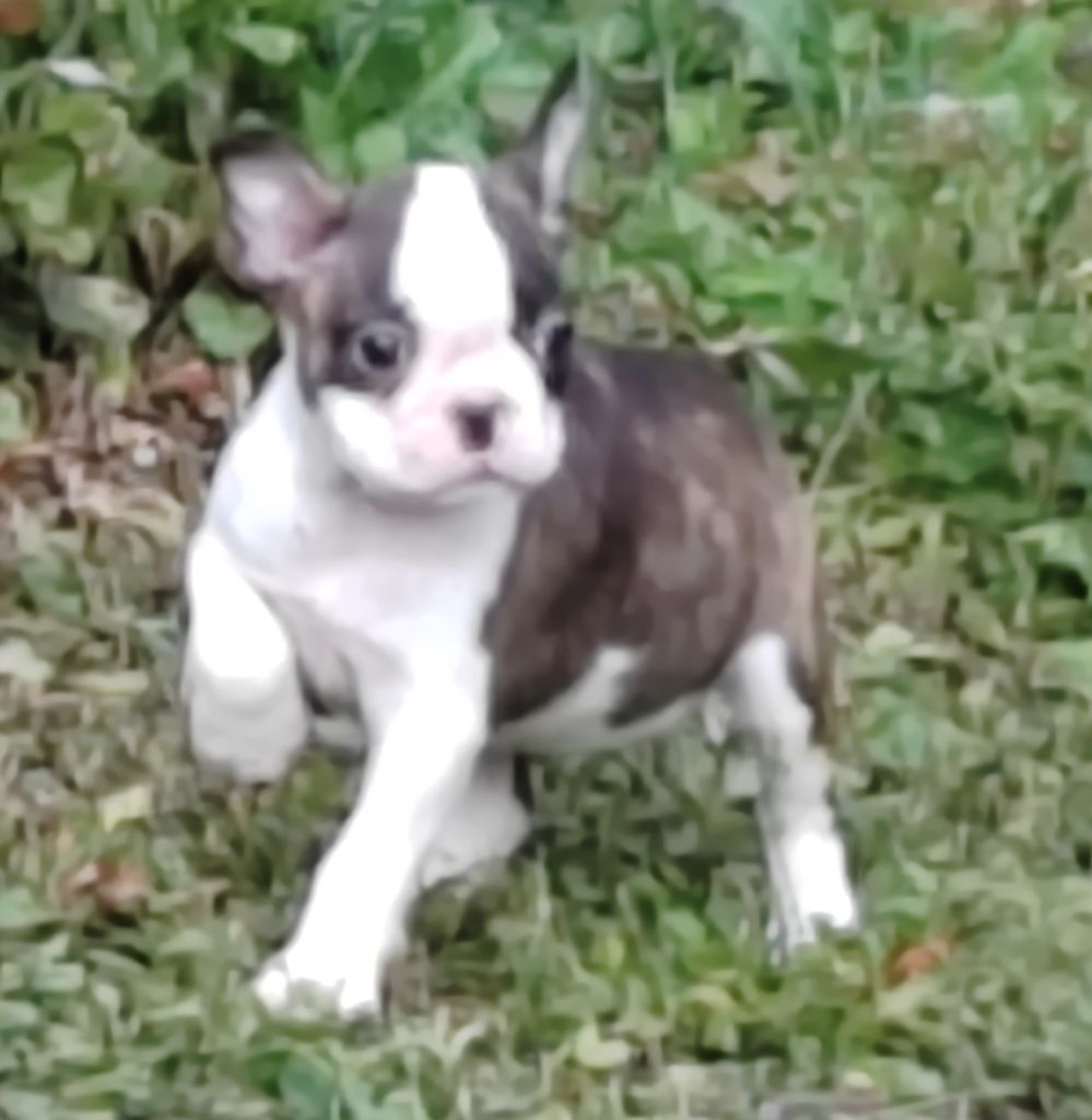 Du grand fresnoy - Chiots disponibles - Boston Terrier