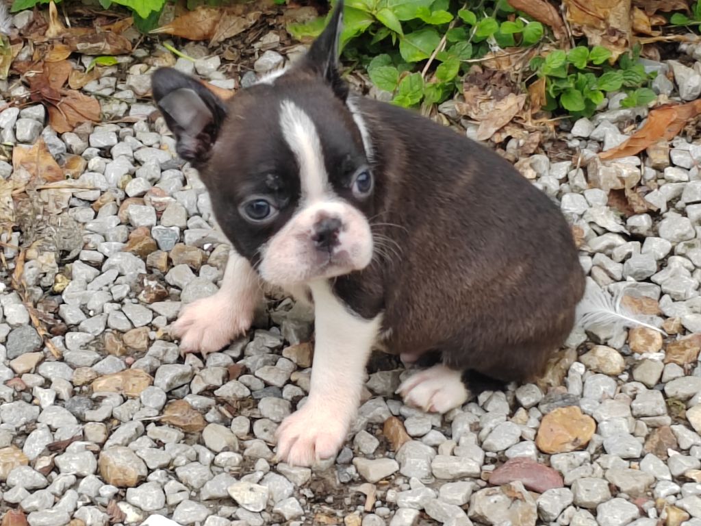 Du grand fresnoy - Chiots disponibles - Boston Terrier