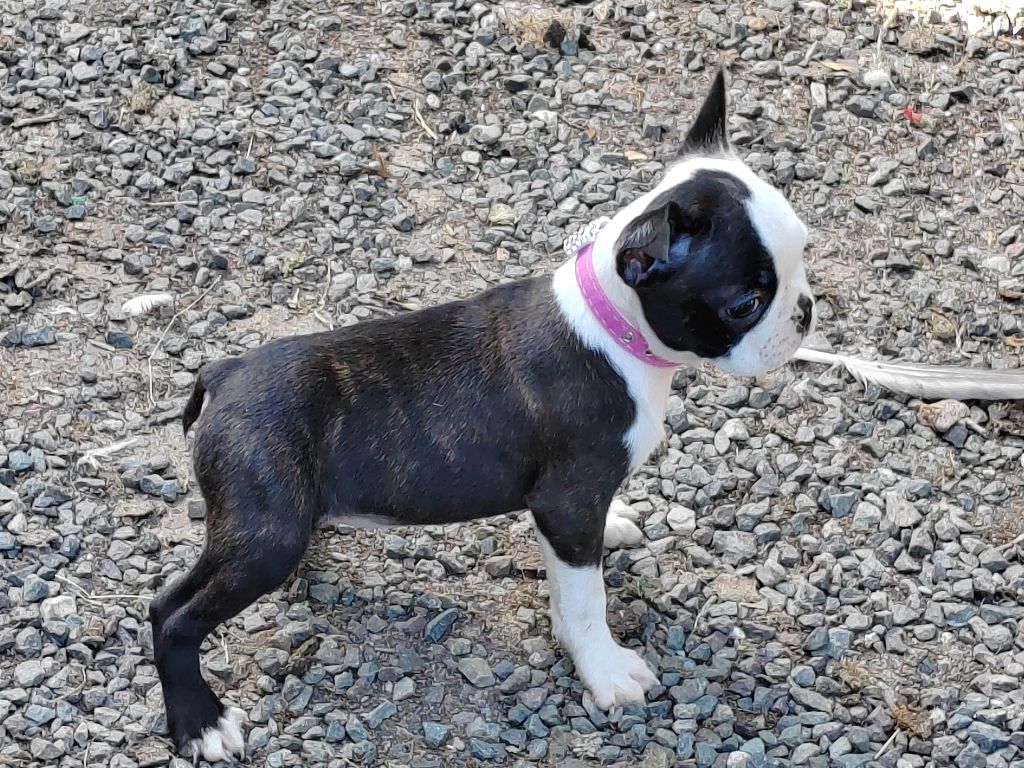 Du grand fresnoy - Chiots disponibles - Boston Terrier