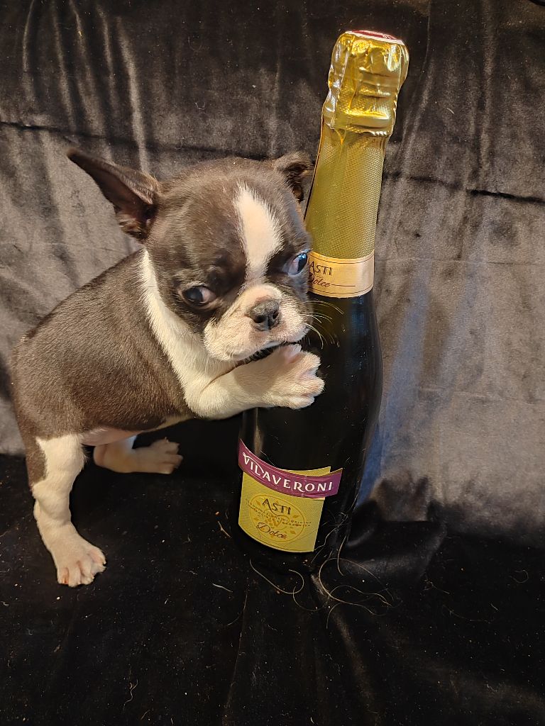 Du grand fresnoy - Chiots disponibles - Boston Terrier