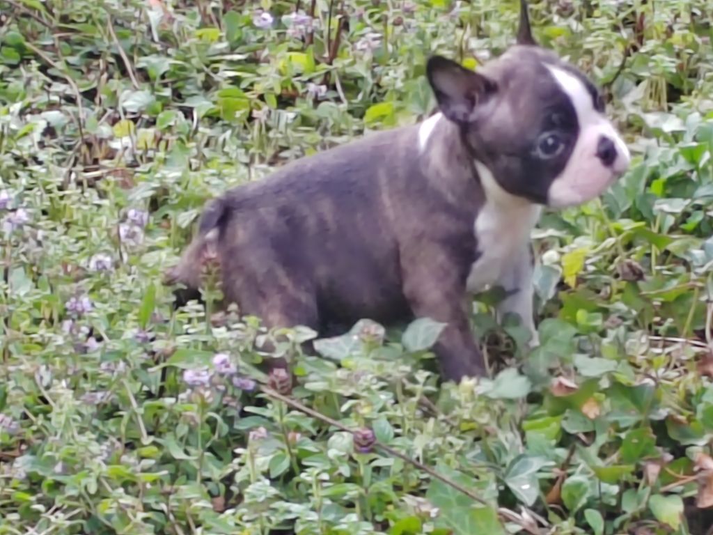 Du grand fresnoy - Chiots disponibles - Boston Terrier