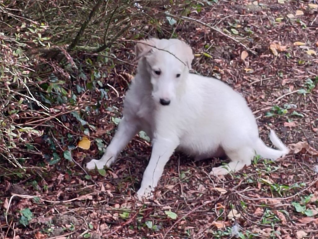 Du grand fresnoy - Chiots disponibles - Barzoi
