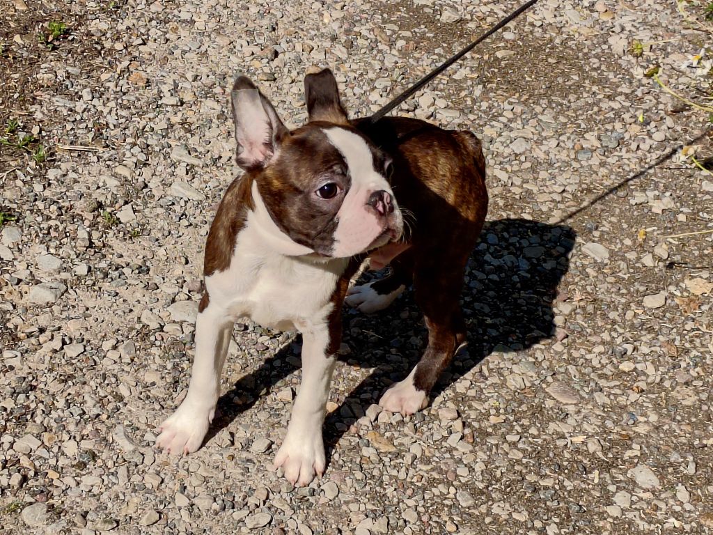 Du grand fresnoy - Chiots disponibles - Boston Terrier
