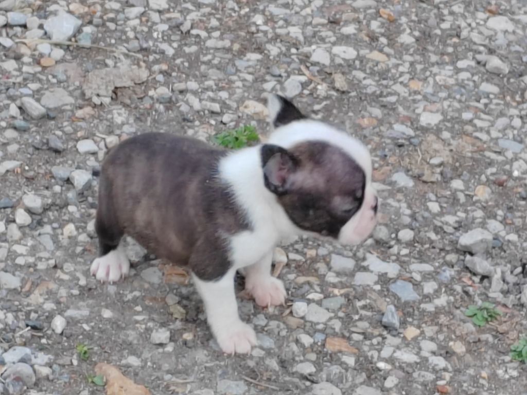 Du grand fresnoy - Chiots disponibles - Boston Terrier