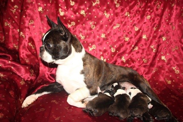 Chiot Boston Terrier Du grand fresnoy