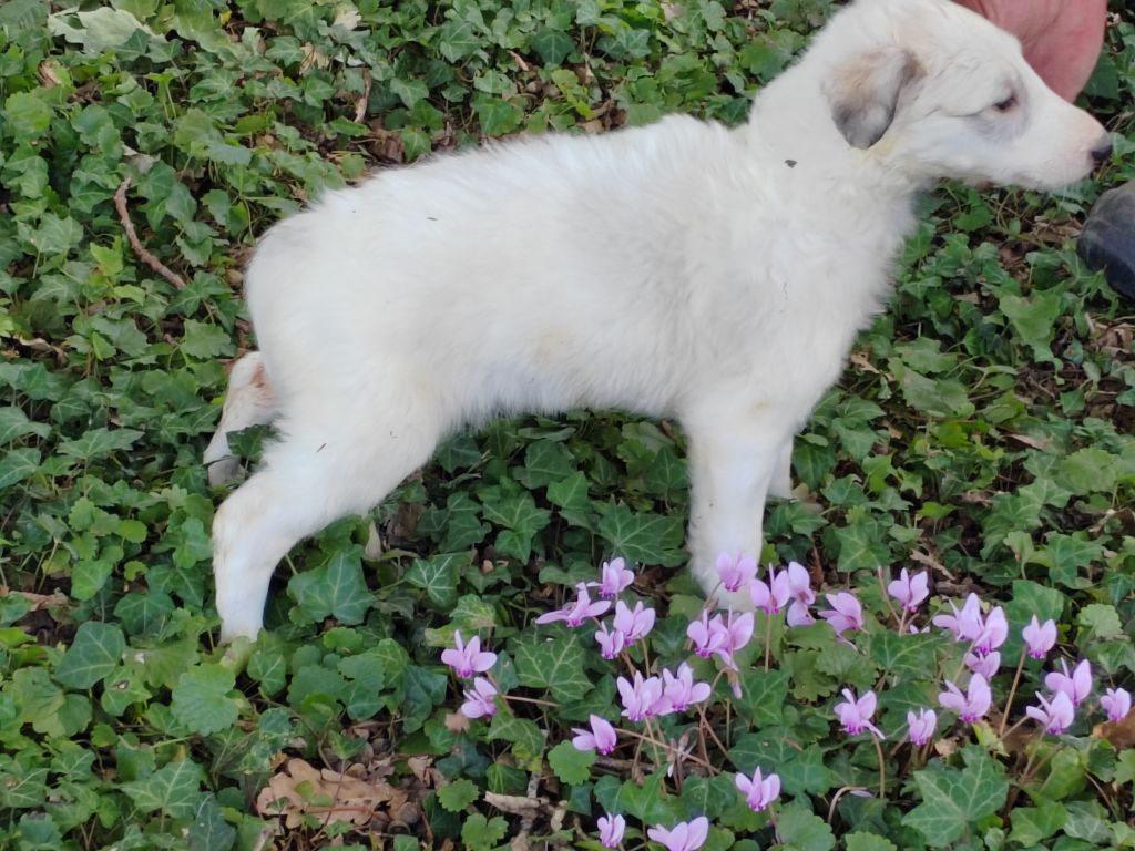 Du grand fresnoy - Chiots disponibles - Barzoi
