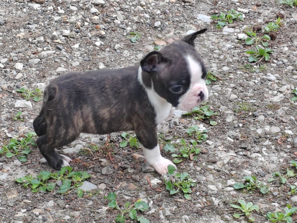 Du grand fresnoy - Chiots disponibles - Boston Terrier