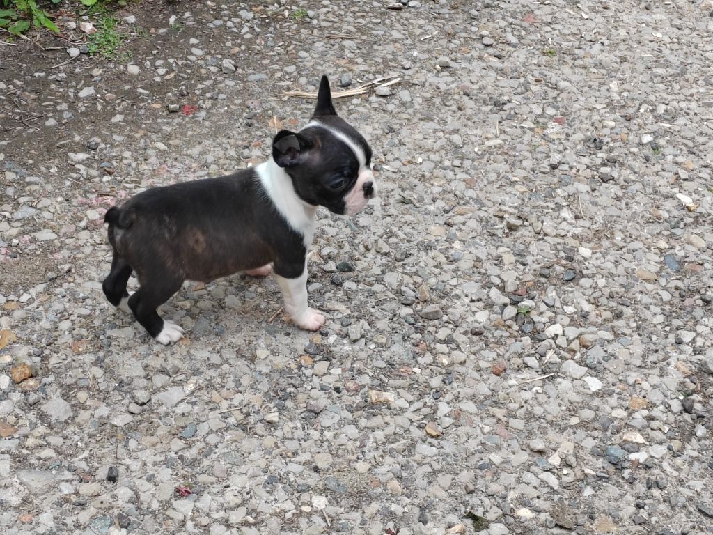 Du grand fresnoy - Chiots disponibles - Boston Terrier