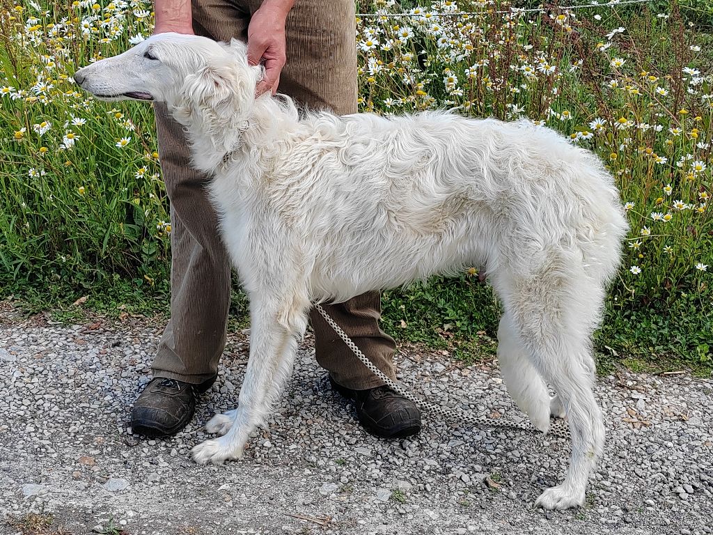 Du grand fresnoy - Chiots disponibles - Barzoi
