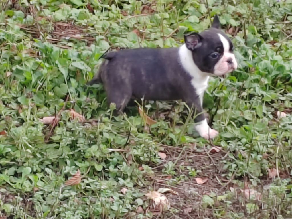 Du grand fresnoy - Chiots disponibles - Boston Terrier