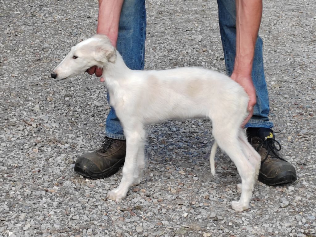 Du grand fresnoy - Chiots disponibles - Barzoi