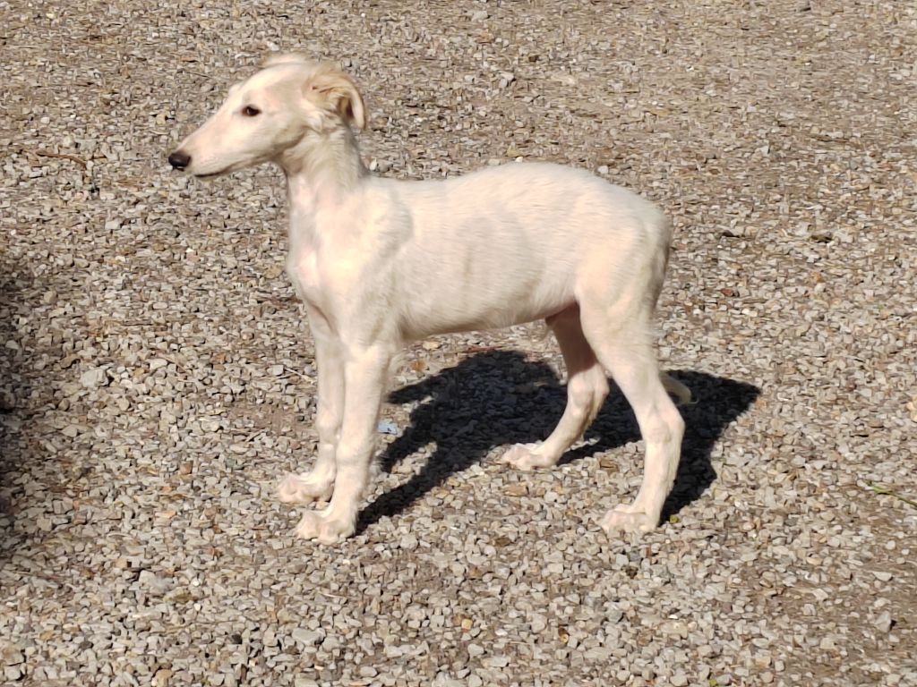 Du grand fresnoy - Chiots disponibles - Barzoi