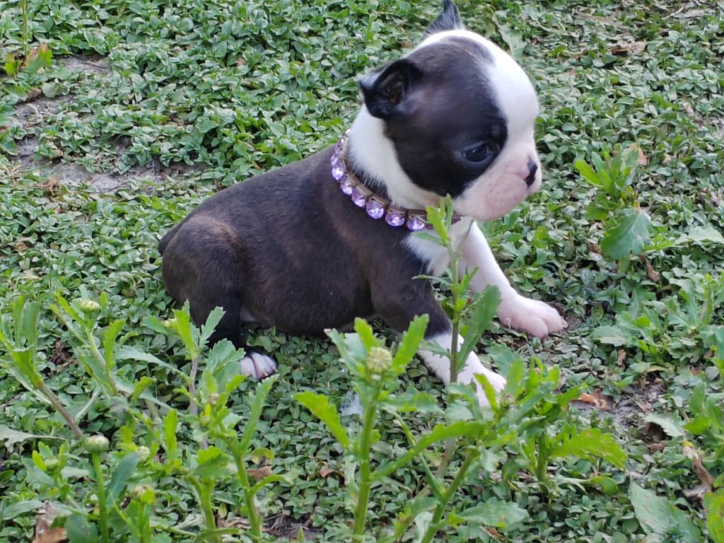 Du grand fresnoy - Chiots disponibles - Boston Terrier