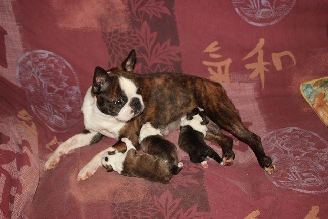 Chiot Boston Terrier Du grand fresnoy