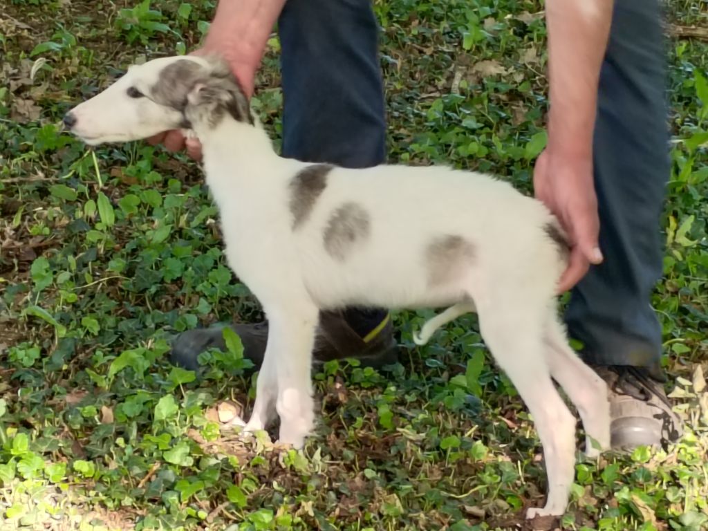Du grand fresnoy - Chiots disponibles - Barzoi