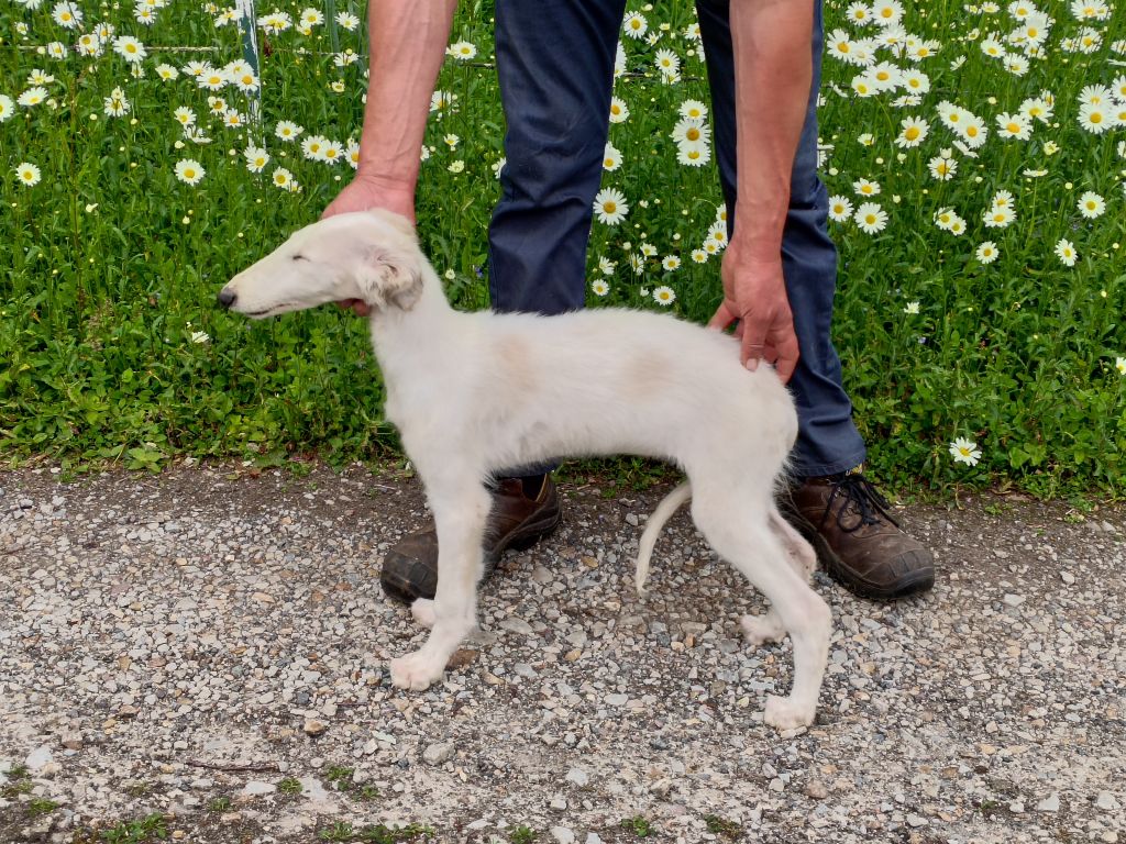 Du grand fresnoy - Chiots disponibles - Barzoi