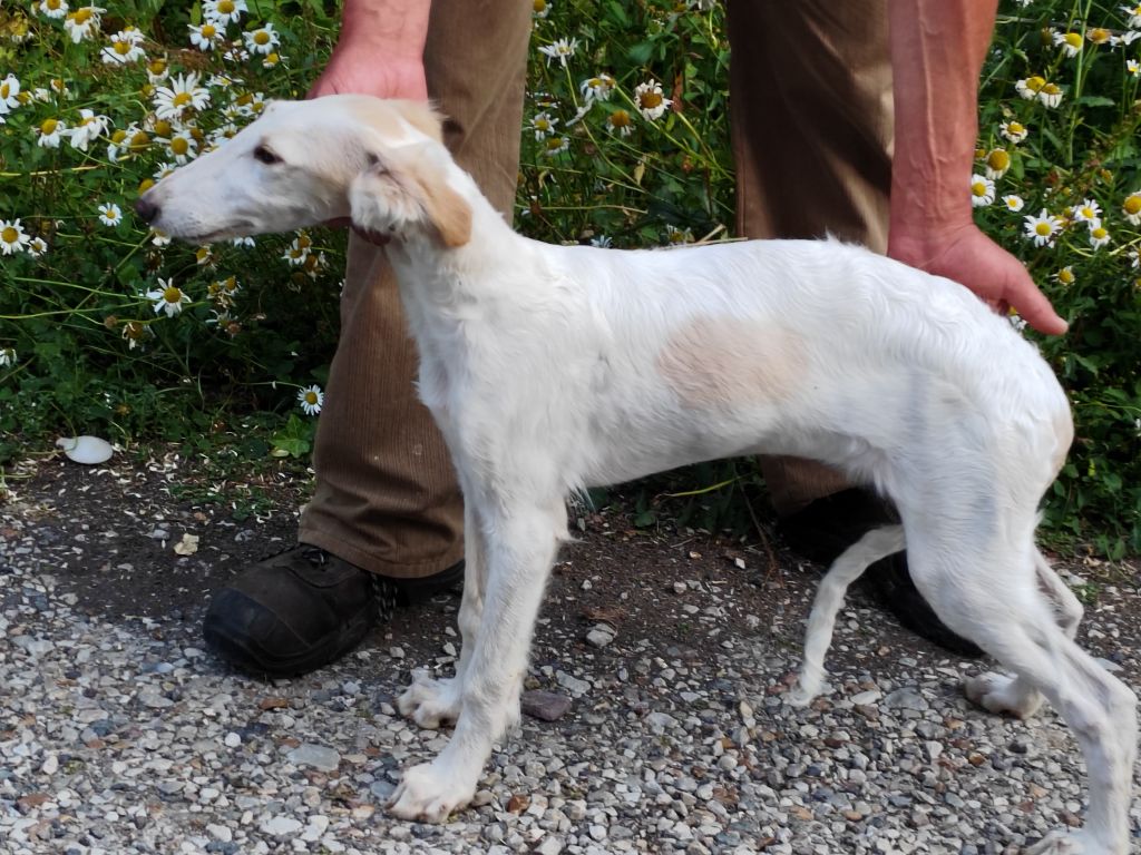 Du grand fresnoy - Chiots disponibles - Barzoi