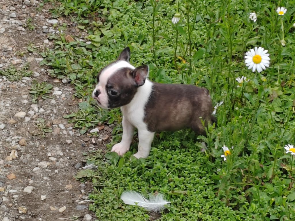 Du grand fresnoy - Chiots disponibles - Boston Terrier
